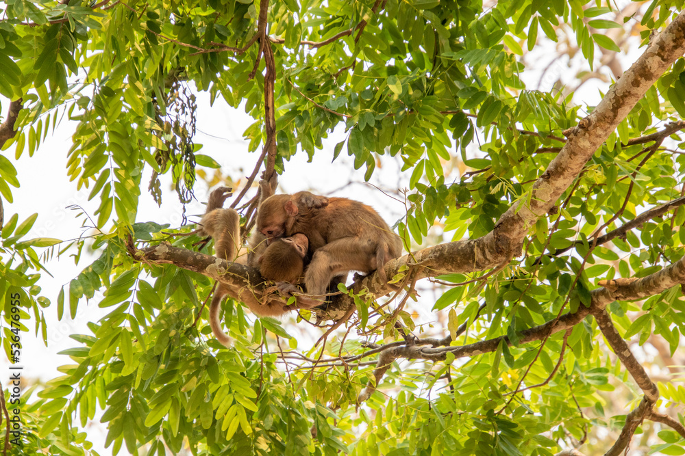 Fototapeta premium Macaques at the monkey temple in Chiang Rai, Thailand