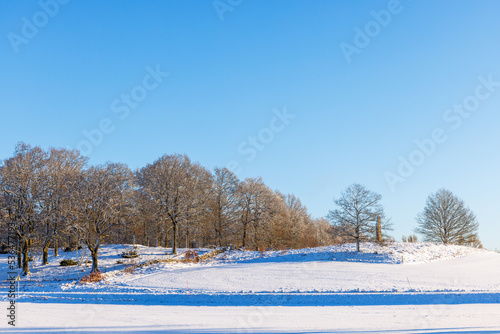 Oak grove on a hill in a winter landscape view