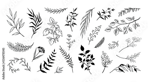 Hand drawn leaf, outline plants set. Sketch foliage, leaves and flowers on branches, line decoration, herbs stem and petals, nature collection. Black floral elegant elements vector background