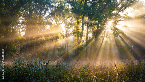 Die Sonne scheint durch Nebel und Bäume an einem Morgen im Herbst © kentauros