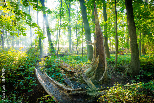 Toter Baum am Bach im Wald an einem Morgen im Herbst