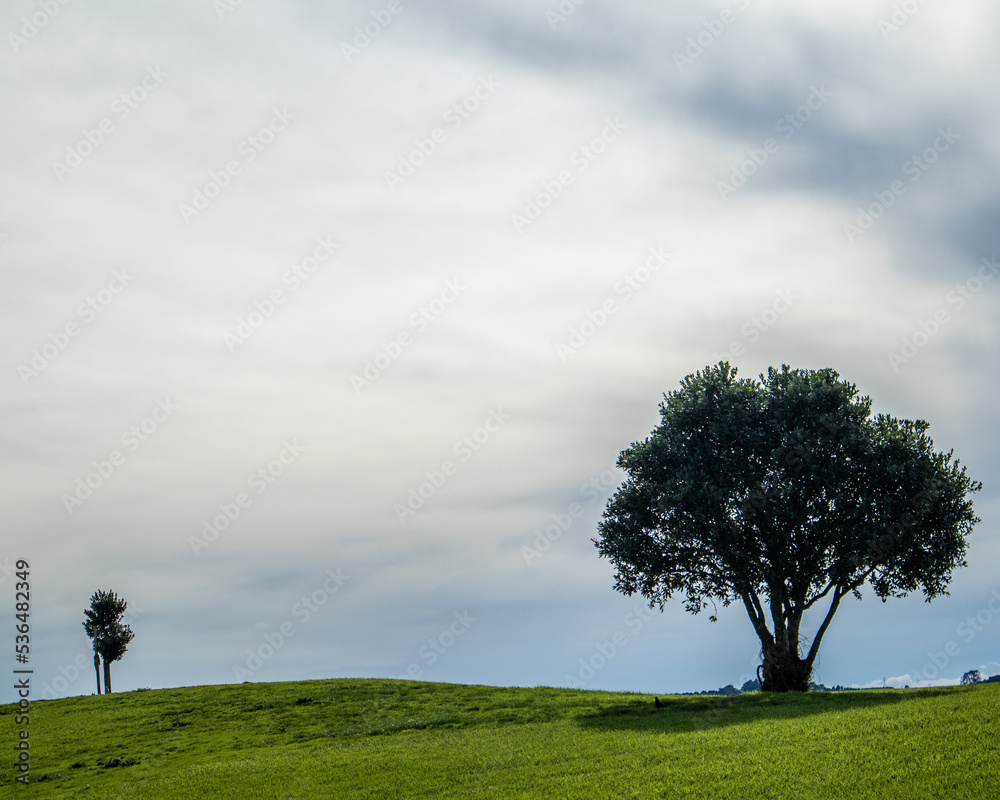 Trees on a Hill