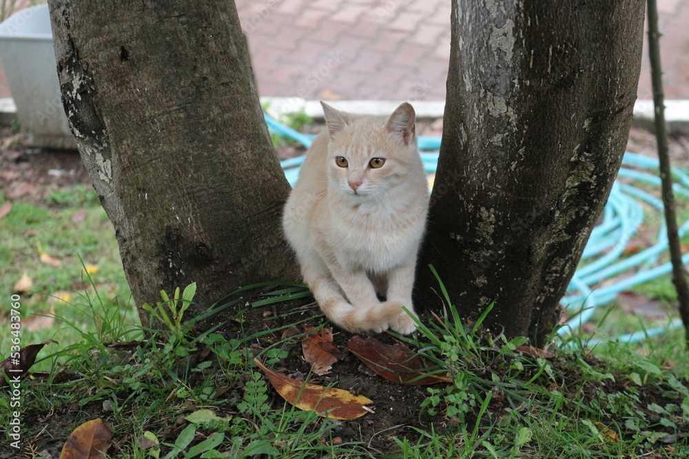 Cute Cat Between The Trees Cute Cat Between The Trees