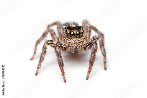 spider isolated on white © Wipark