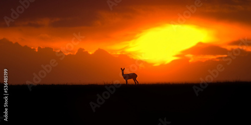 Roe deer, Capreolus capreolus. Majestic roe deer standing on the horizon at sunset. Beautiful colorful dramatic sky with clouds at sunset with rooe deer. © Solar 760L