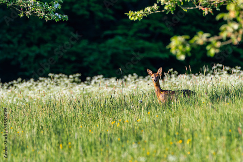 Deer in the meadow. Deer with antlers. Deer in the grass. Roe deer in the woods. Deer in the forest