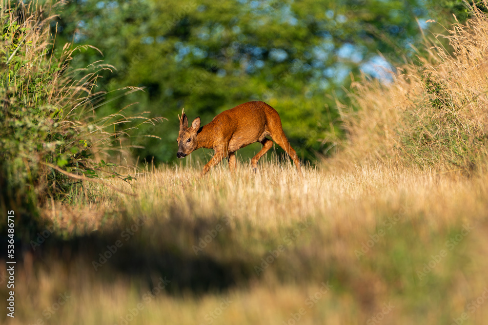 Deer in the grass. Roe deer in the woods. Deer in the forest Deer in the grass. Roe deer in the woods. Deer in the forest