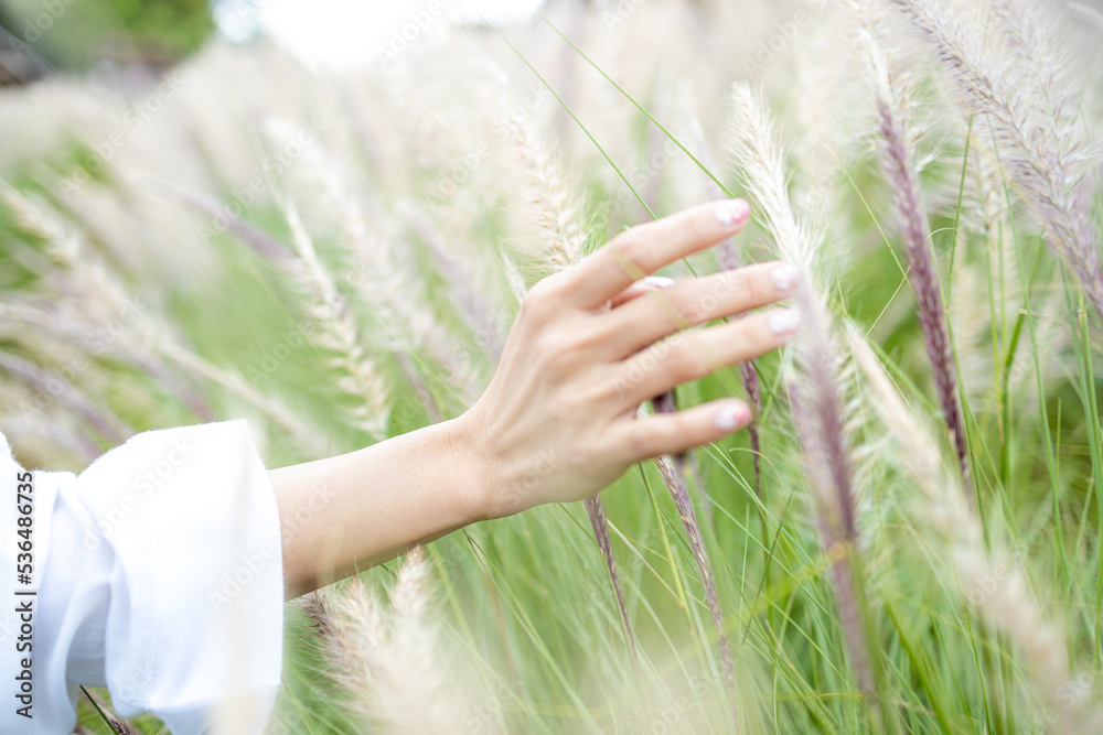 Blur,close up view of beautiful female hand touching fountain grass growing in blooming countryside meadow. women's hand touching and enjoying beauty white and green fountain grass. Nature concept. Blur,close up view of beautiful female hand touching fountain grass growing in blooming countryside meadow. women's hand touching and enjoying beauty white and green fountain grass. Nature concept.