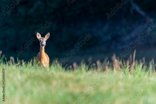 Roe deer in the woods. Deer in the forest