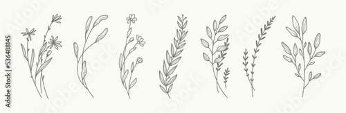 Minimal hand drawn floral botanical art. Trendy elements of wild and garden plants  branches  leaves  flowers  herbs. Vector illustration for logo or tattoo  invitation save the date card