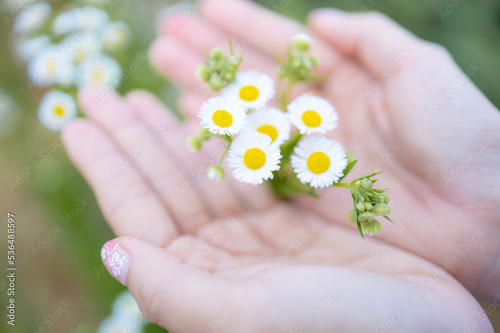 Blur,close-up of beautiful delicate hands of a girl with daisies flower in their hands.Women's hands touching and enjoying beauty white dasies flower.Beauty daisies in the female hands. Blur,close-up of beautiful delicate hands of a girl with daisies flower in their hands.Women's hands touching and enjoying beauty white dasies flower.Beauty daisies in the female hands.