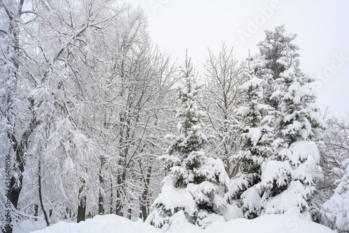 The morning fog in the forest and white snow.