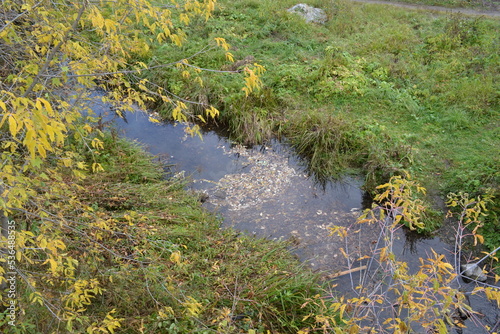 river in the forest