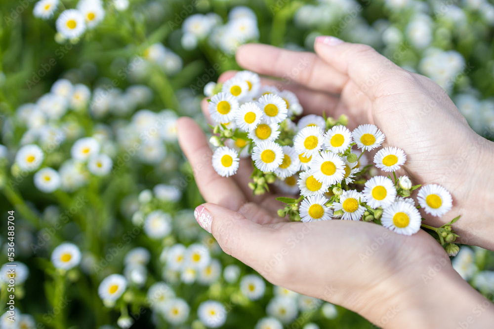 Blur,close-up of beautiful delicate hands of a girl with daisies flower in their hands.Women's hands touching and enjoying beauty white dasies flower.Beauty daisies in the female hands. Blur,close-up of beautiful delicate hands of a girl with daisies flower in their hands.Women's hands touching and enjoying beauty white dasies flower.Beauty daisies in the female hands.