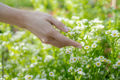 Close-up of female hand touching white daisies flower on background with daisies and green leaves in the garden.Women's hand touching and enjoying beauty white dasies flower. Nature flower concept. © Darunrat