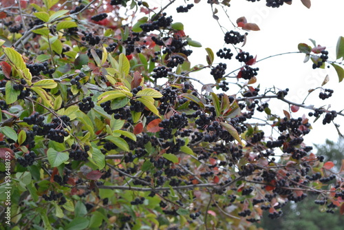 berries on a bush