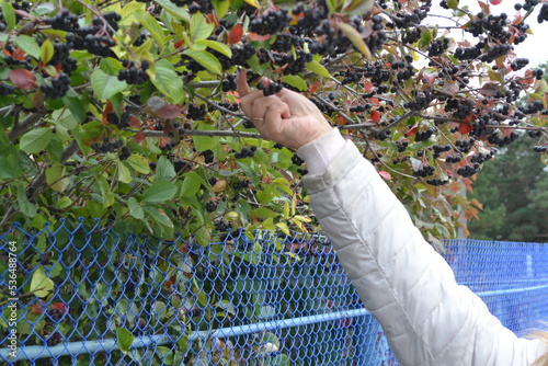 hand picking up tree