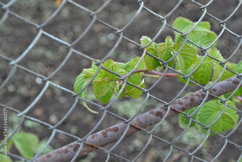 leaves on a fence