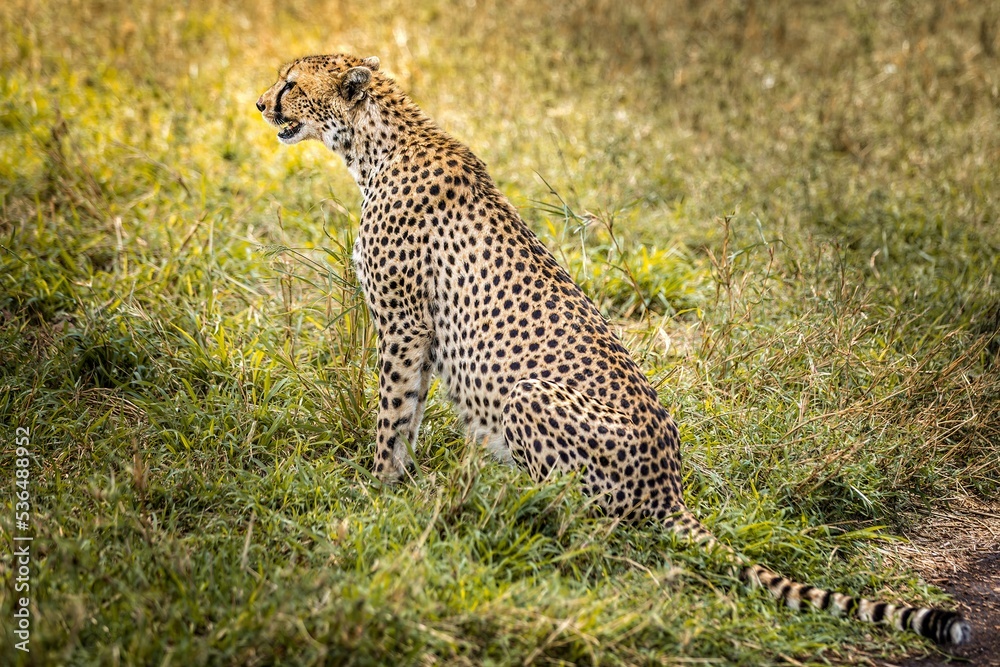 Obraz premium Cheetah sitting and observing in the grasslands of the Serengeti, Tanzania
