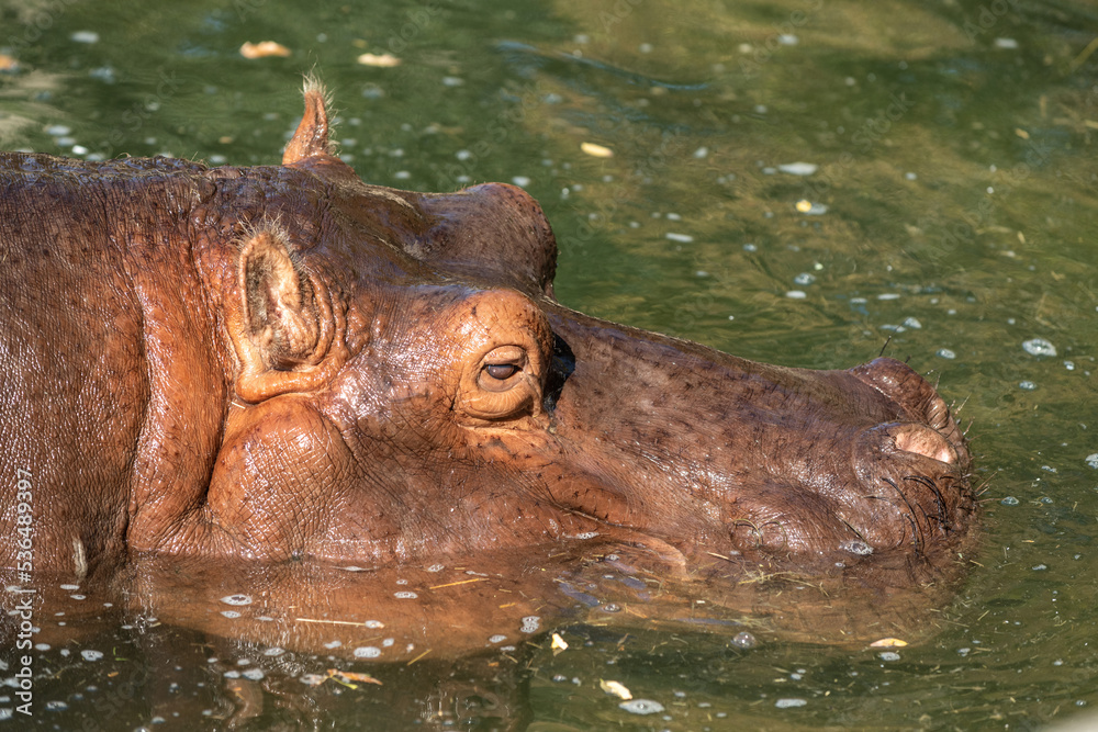 Head of a hippopotamus (Hippopotamus amphibus) semi-submerged in water. Head of a hippopotamus (Hippopotamus amphibus) semi-submerged in water.