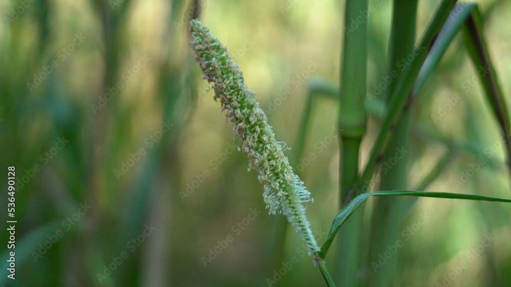Flowering Bajara (Millet) crop field. Pearl Millet Field in Rajasthan India. The Crop is Know as Bajra or Bajri Agriculture Flowering Bajara (Millet) crop field. Pearl Millet Field in Rajasthan India. The Crop is Know as Bajra or Bajri Agriculture