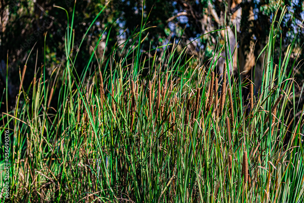 Obraz premium brown reeds in the wind 