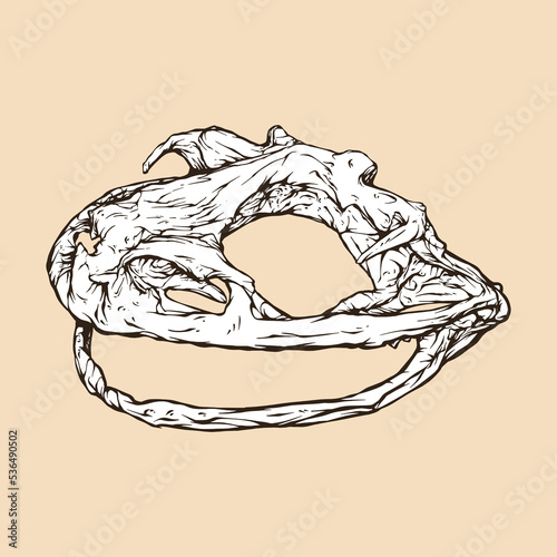 goliath frog skull head vector illustration