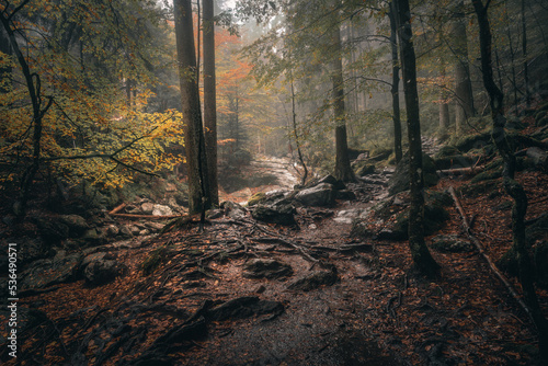 Beautiful shot of a dark mysterious forest on a foggy day in fall