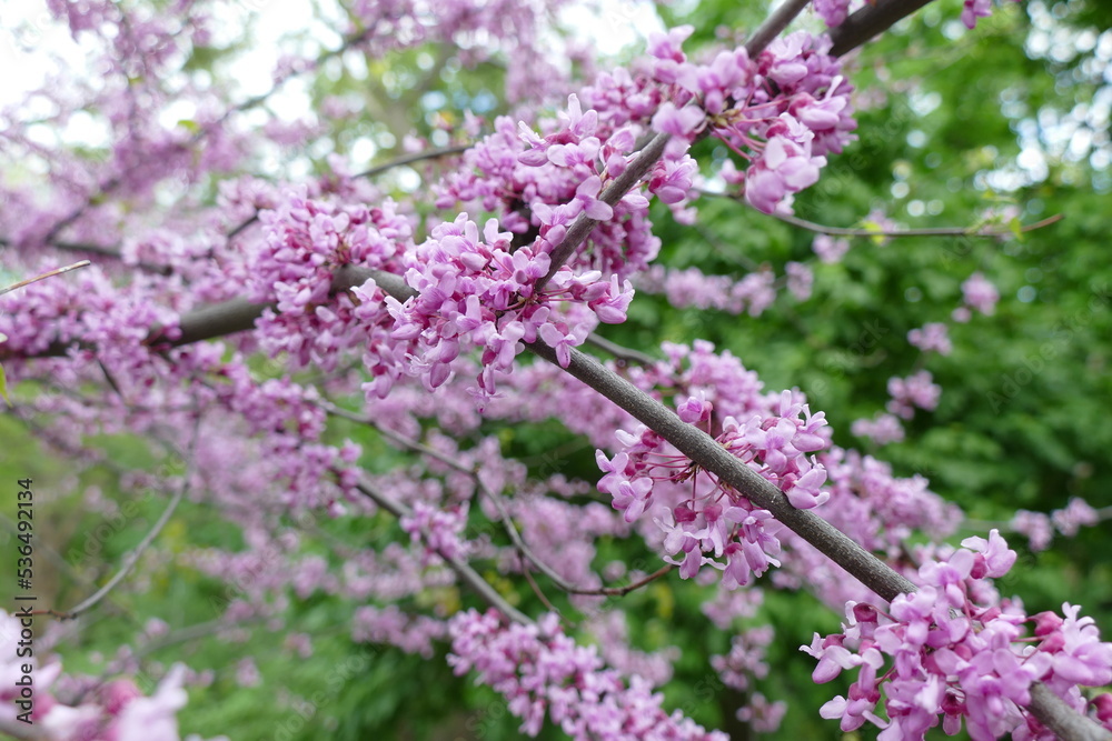 blossoming sakura branch in spring