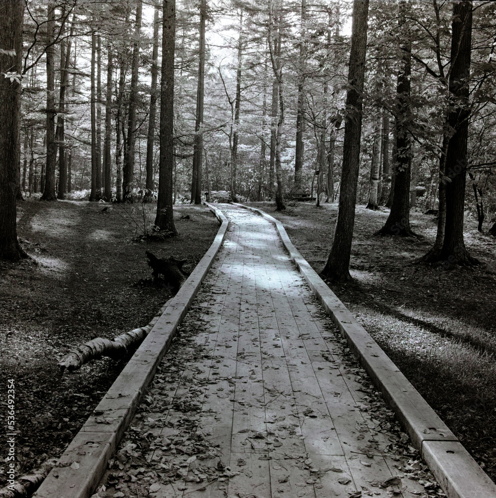 Fototapeta premium 木漏れ日