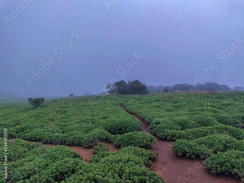 Foto The Kas Plateau Reserved Forest, also known as the Kaas Pathar, is a plateau situated 25 kilometres west from Satara city in Maharashtra, India