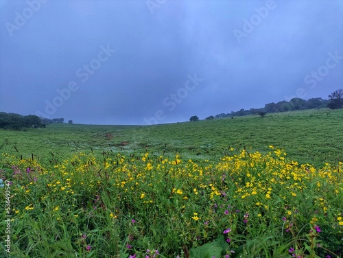 The Kas Plateau Reserved Forest, also known as the Kaas Pathar, is a plateau situated 25 kilometres west from Satara city in Maharashtra, India. Valley of flowers in maharashtra. photo