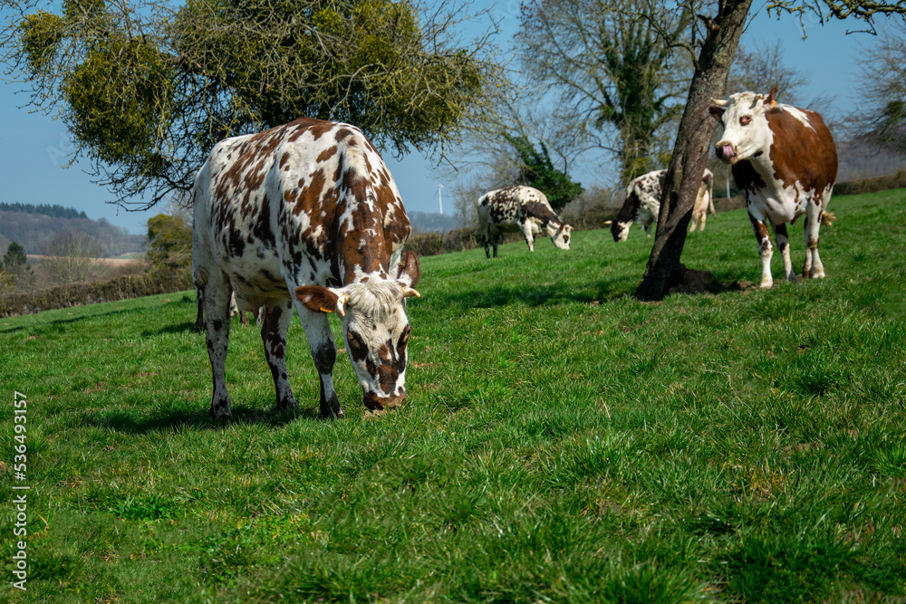 Fototapeta premium Nornande cows eating in the field