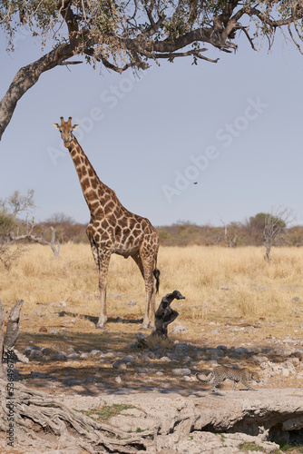 Leopard  Panthera pardus  walking past a giraffe to get to a natural spring in Etosha National Park  Namibia. 