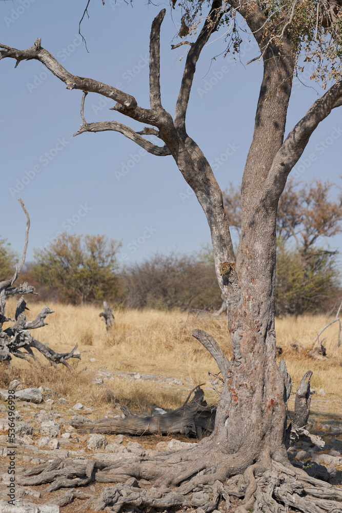 Leopard (Panthera pardus) in the fork of a tree above a natural spring in Etosha National Park, Namibia Leopard (Panthera pardus) in the fork of a tree above a natural spring in Etosha National Park, Namibia