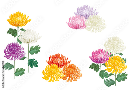 様々な色の和菊の手書きイラスト