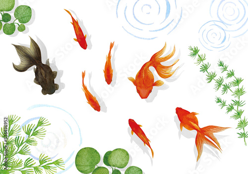 涼しげな金魚と水草の水彩画イラスト素材セット