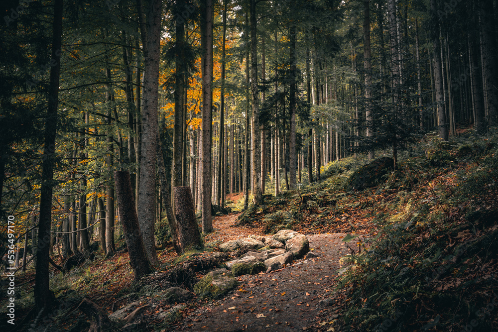 Fototapeta premium Kleiner Arbersee im Arberland Bayerischer Wald