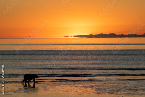 grizzly bear sunset at the beach