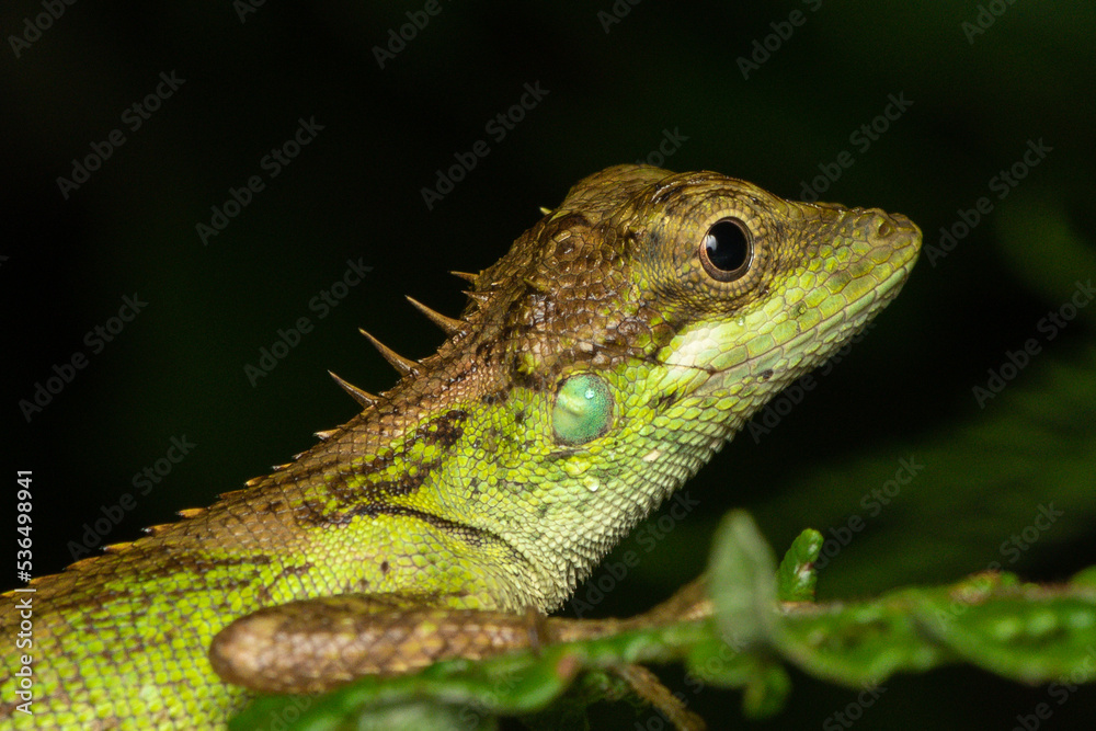 Fototapeta premium green lizard on a tree
