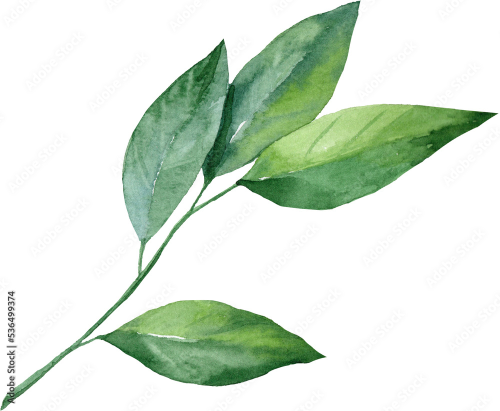 green branch of an orange tree with leaves. Hand drawn watercolor illustration green branch of an orange tree with leaves. Hand drawn watercolor illustration