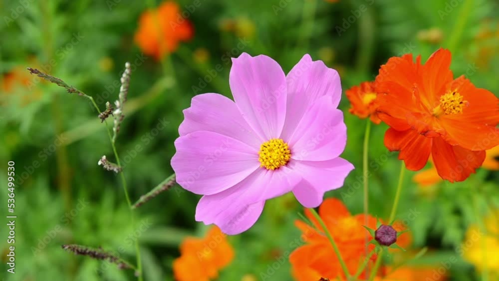 cosmos flower blooming in the green field