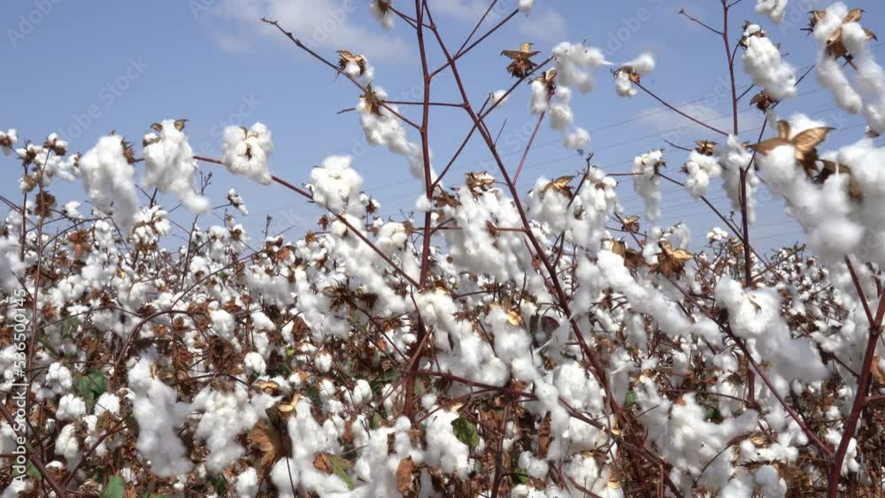 White cotton field just before picking White cotton field just before picking