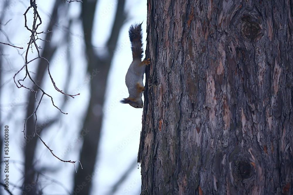squirrel in the wildlife park rodent autumn squirrel in the wildlife park rodent autumn