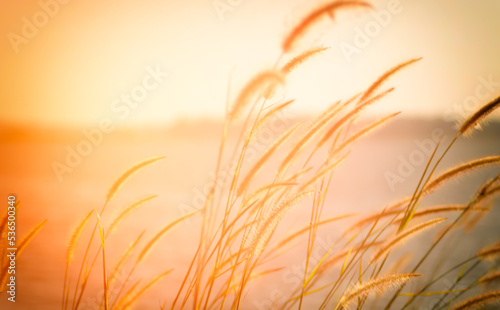 Grass flowers flutter in the wind at sunset, soft focus.