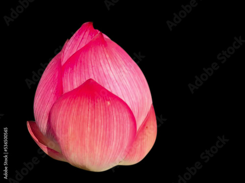 Pink lotus flower isolated on a black background (clipping path)