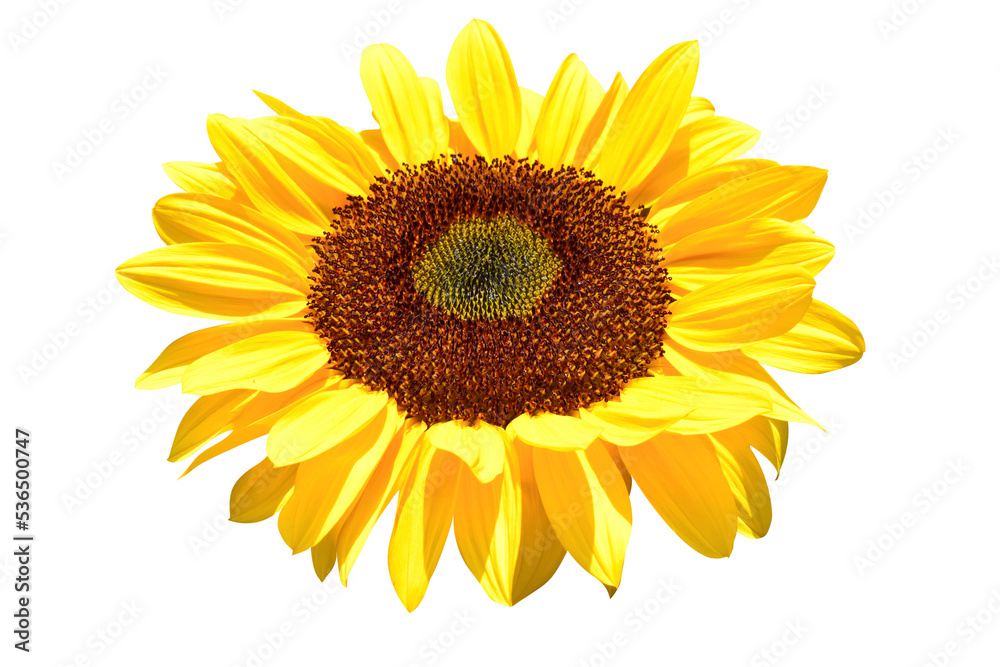 Fototapeta premium Sunflowers isolated on a white background (clipping path)
