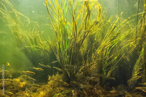 green algae underwater in the river landscape riverscape, ecology nature