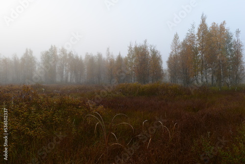 Obraz na płótnie Autumn landscape of a foggy dawn on swamp in spider web surrounded by birch trees in fall yellow leaves w salonie