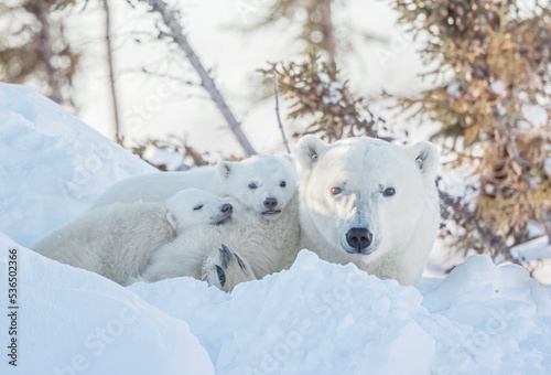 polar bear in the snow